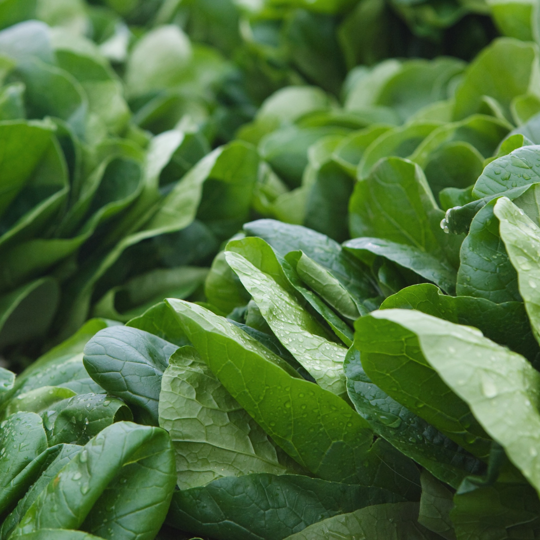 Can rabbit eat spinach?