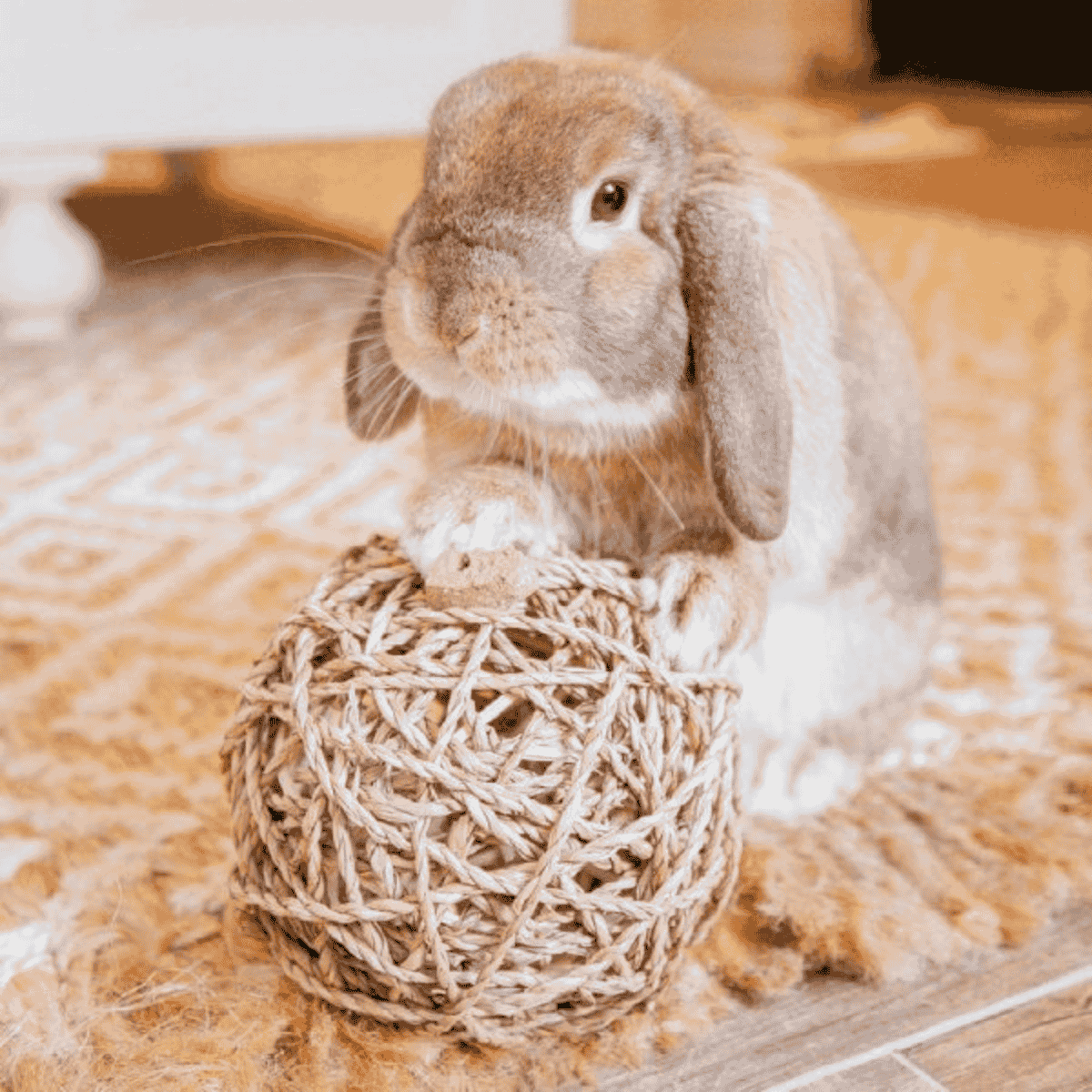 DIY vs. Store-Bought Toys: What’s Safest for Small Pets?