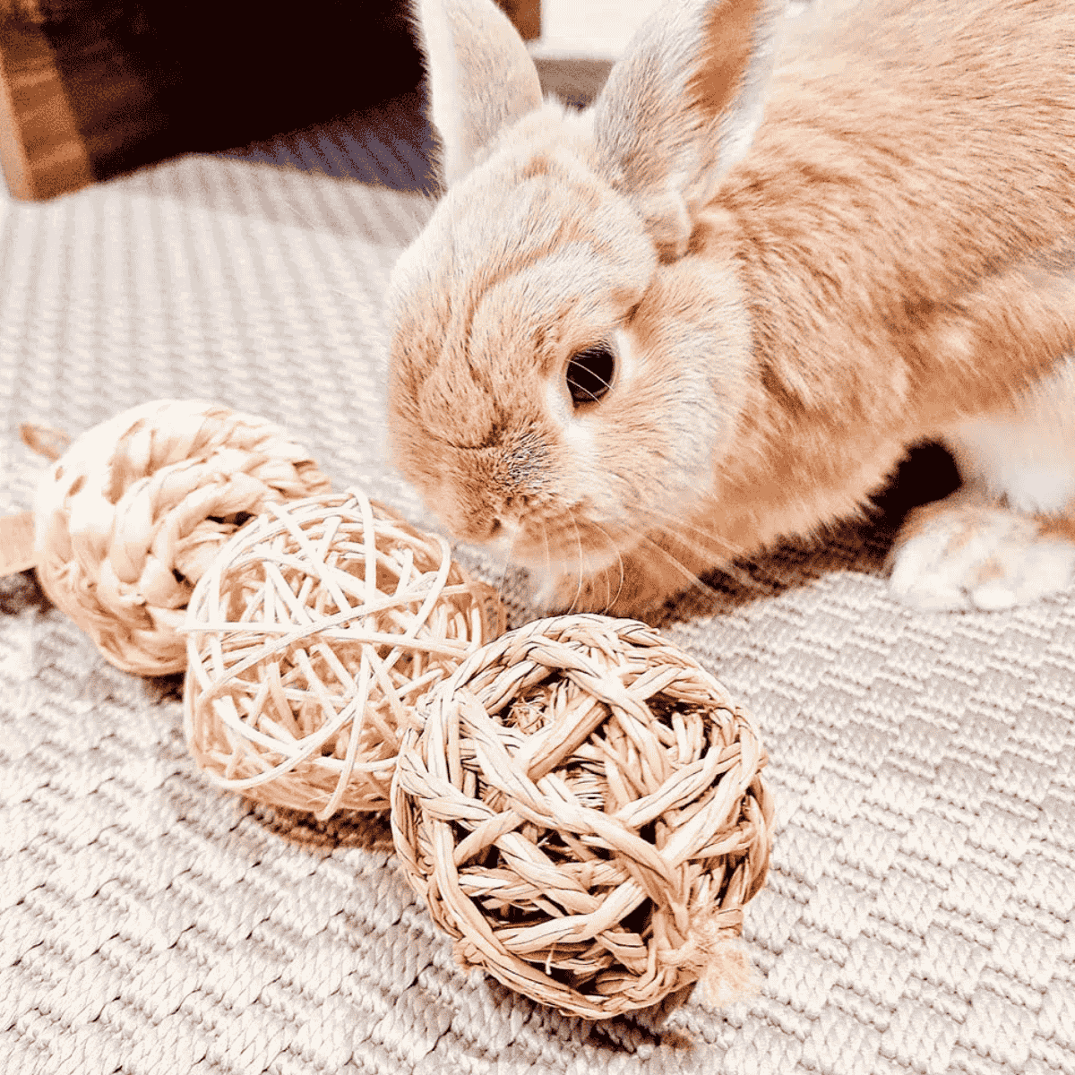Best Toys for a Bunny: Enrichment Ideas to Keep Rabbits Happy - Twigs & Burrows