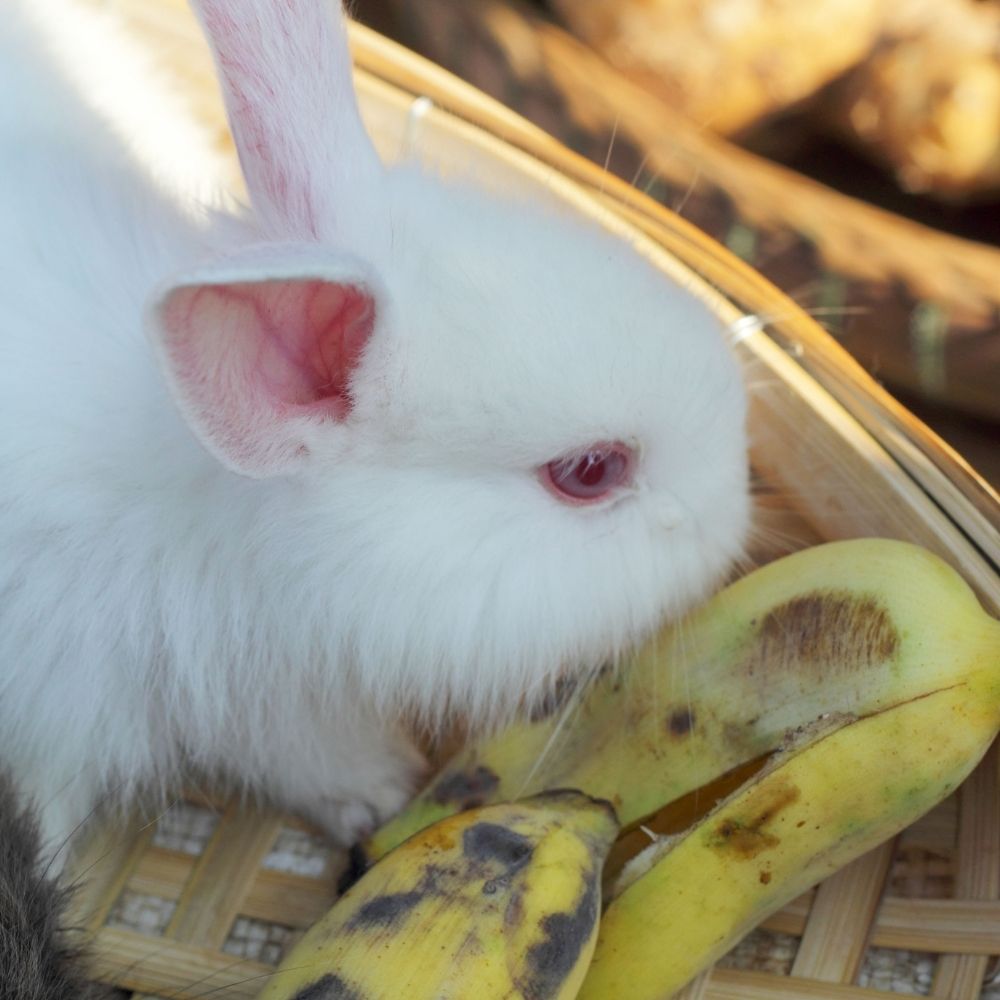Can Rabbits Eat Banana Skin? - Twigs & Burrows