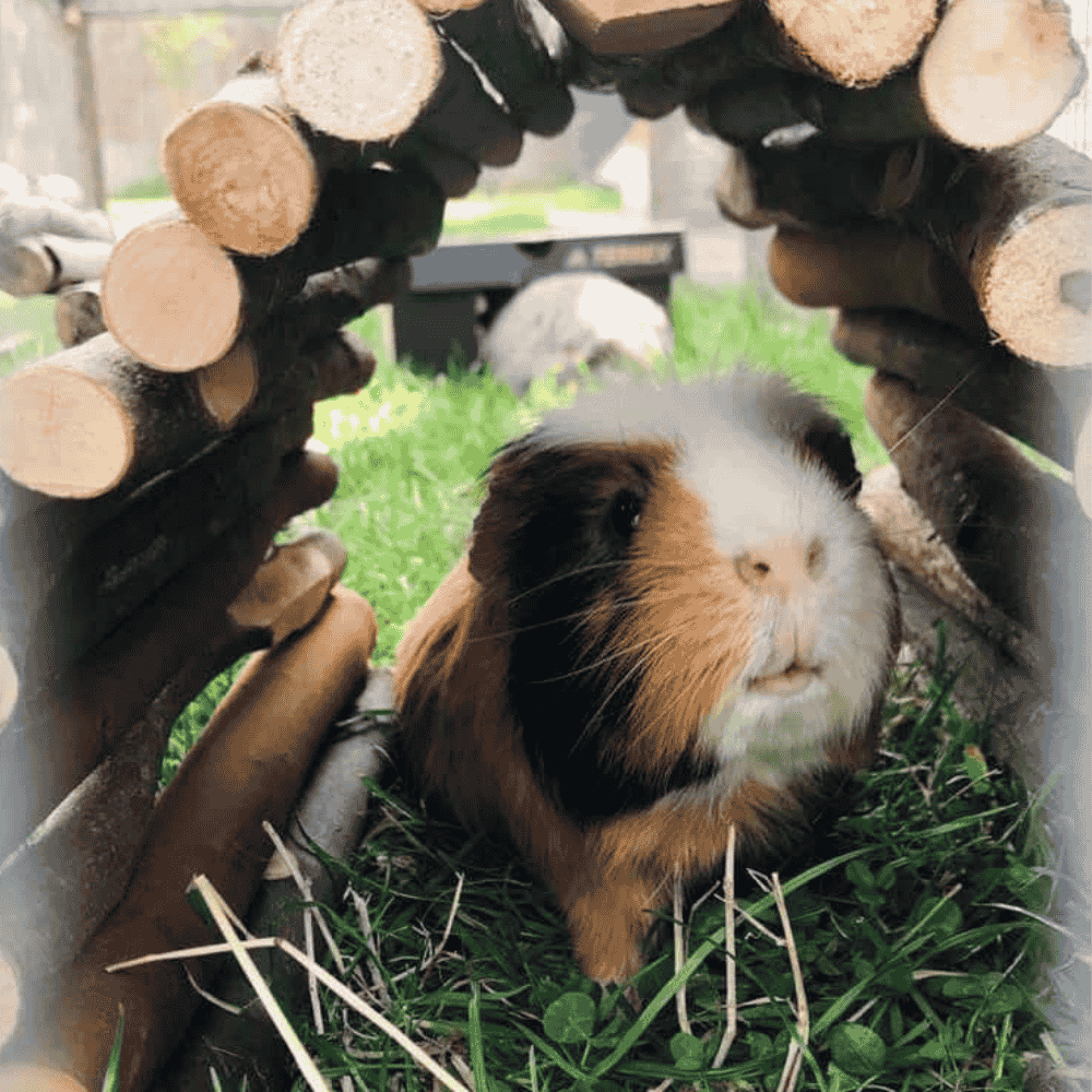 How to Make a Summer Picnic for Rabbits & Guinea Pigs - Twigs & Burrows