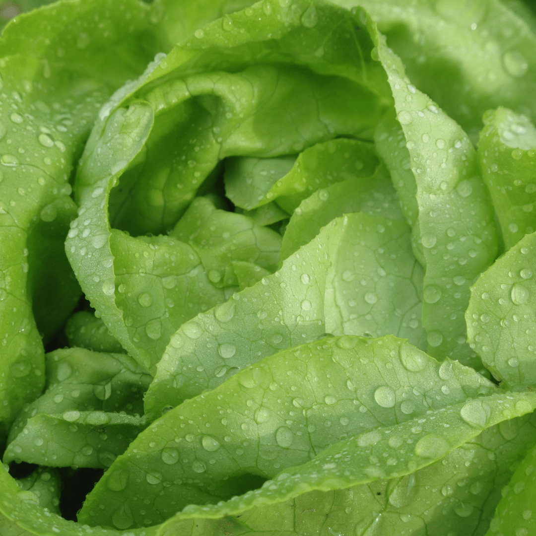 Is Lettuce Safe for Rabbits? Types to Feed and Avoid - Twigs & Burrows