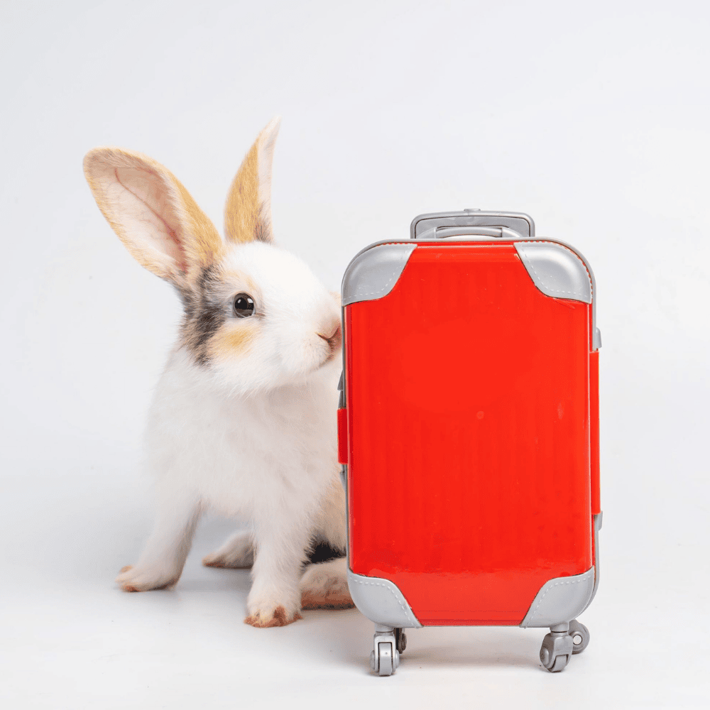 Summer Travel Tips for Rabbit & Guinea Pig Owners - Twigs & Burrows