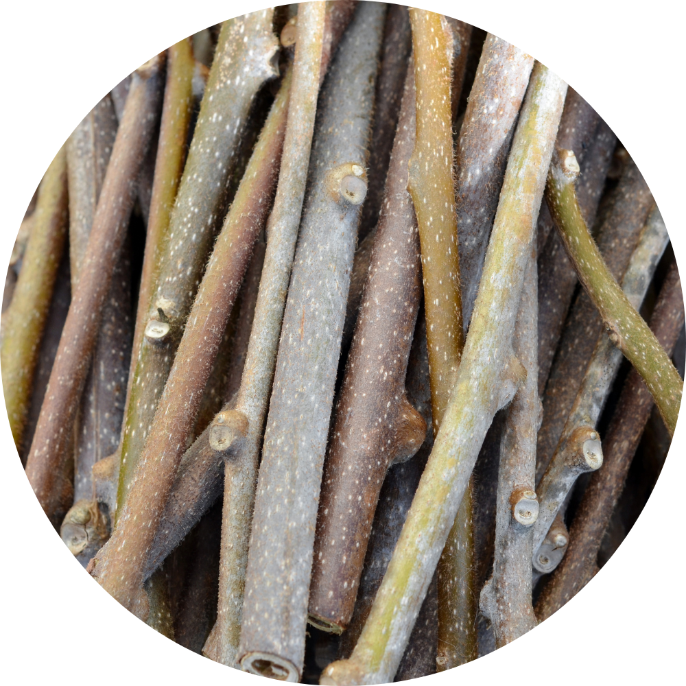Leaves & Twigs