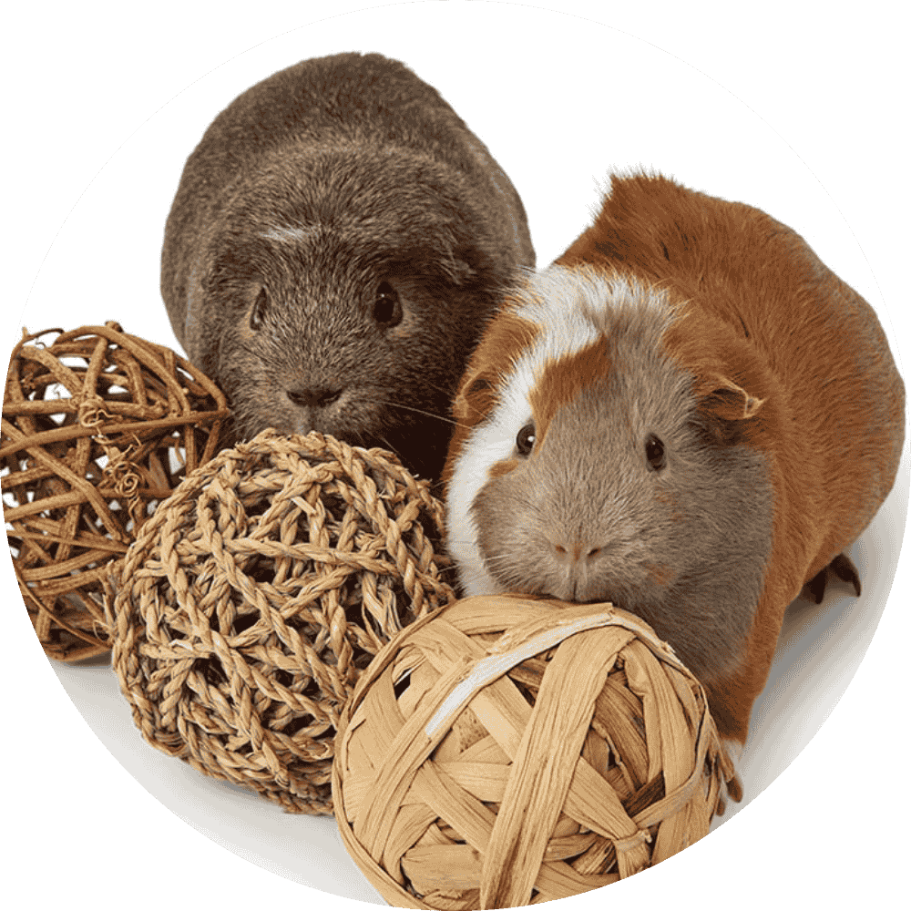 Guinea Pig Toys