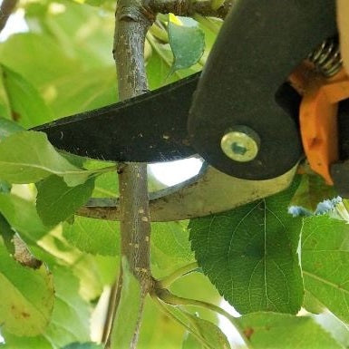 Apple_twig_pruning