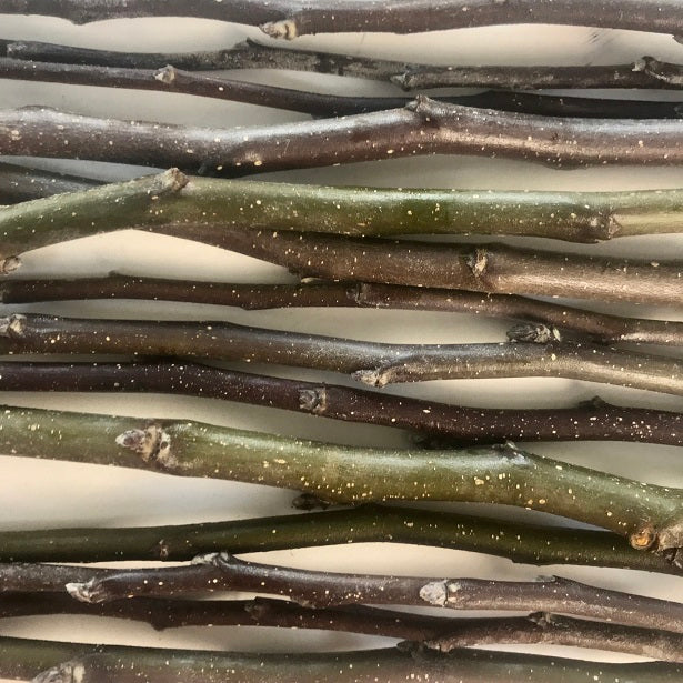 Apple Twigs (Freshly Pruned)