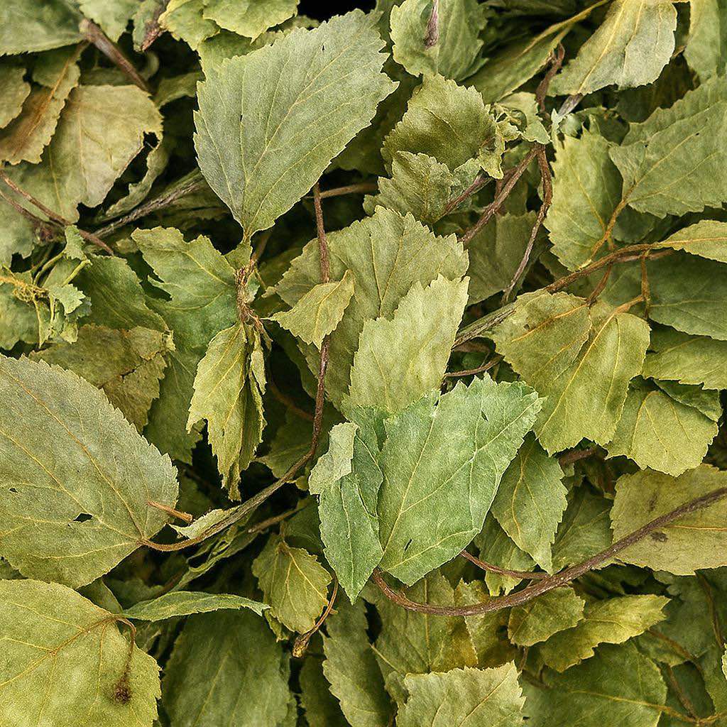 Birch Leaves