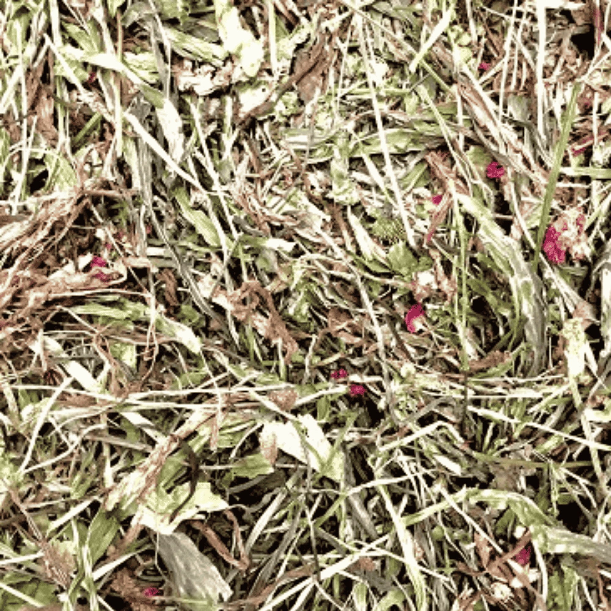 Calming Chamomile & Lavender Salad for rabbit