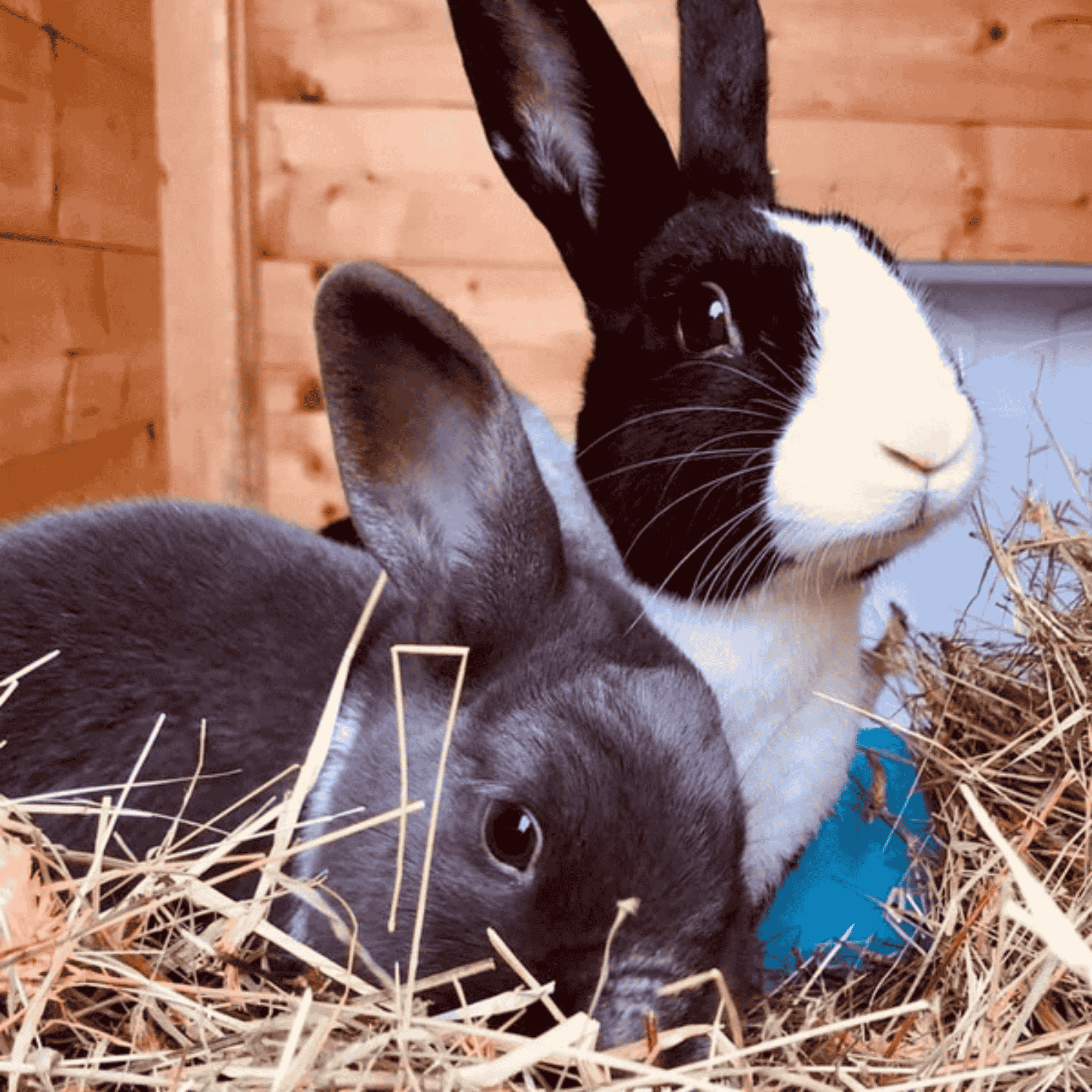 Dandelion Root for rabbits