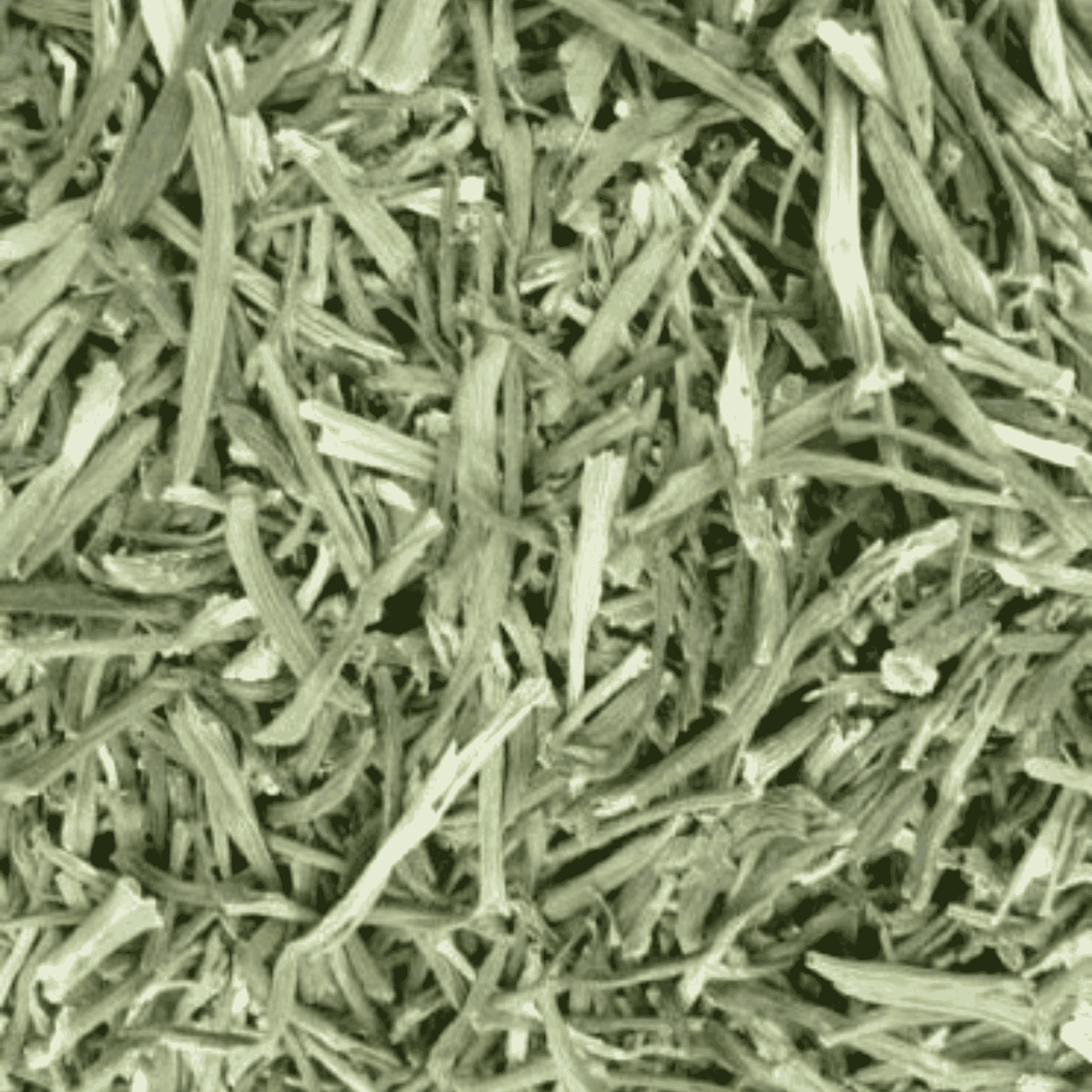 Dill Stalks