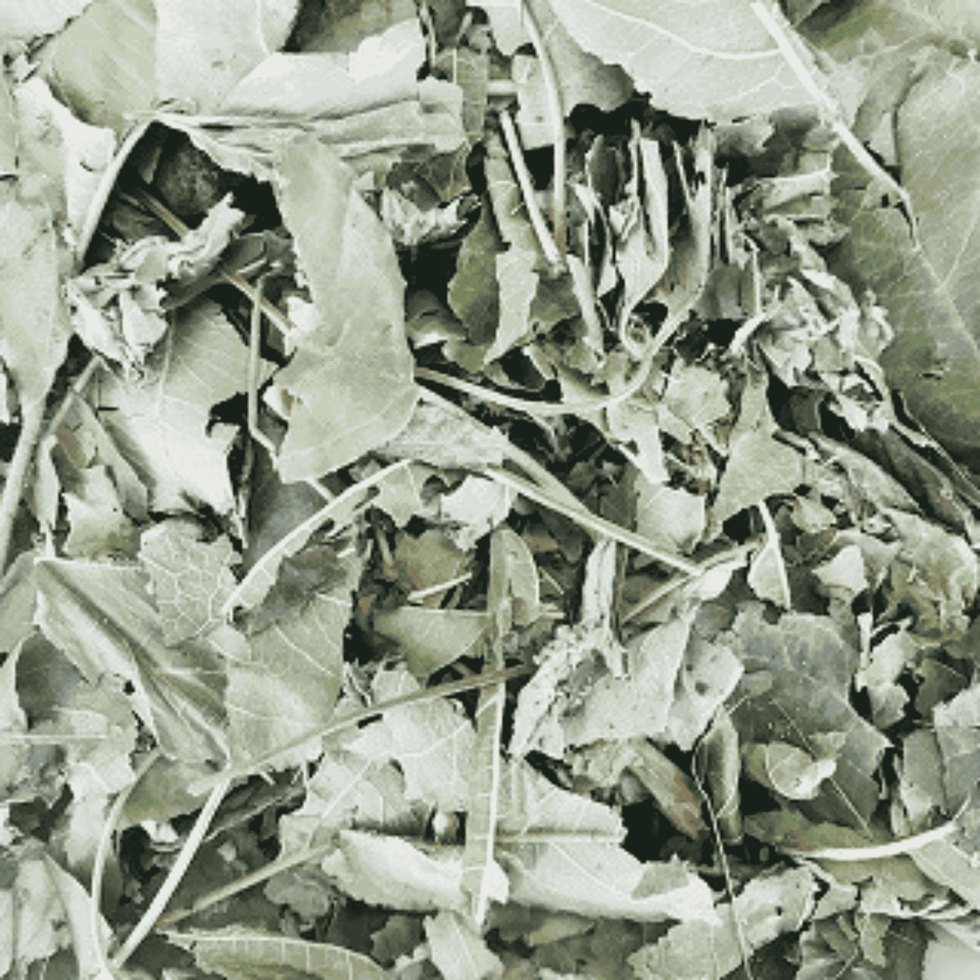 Fruit Leaf Salad MIx