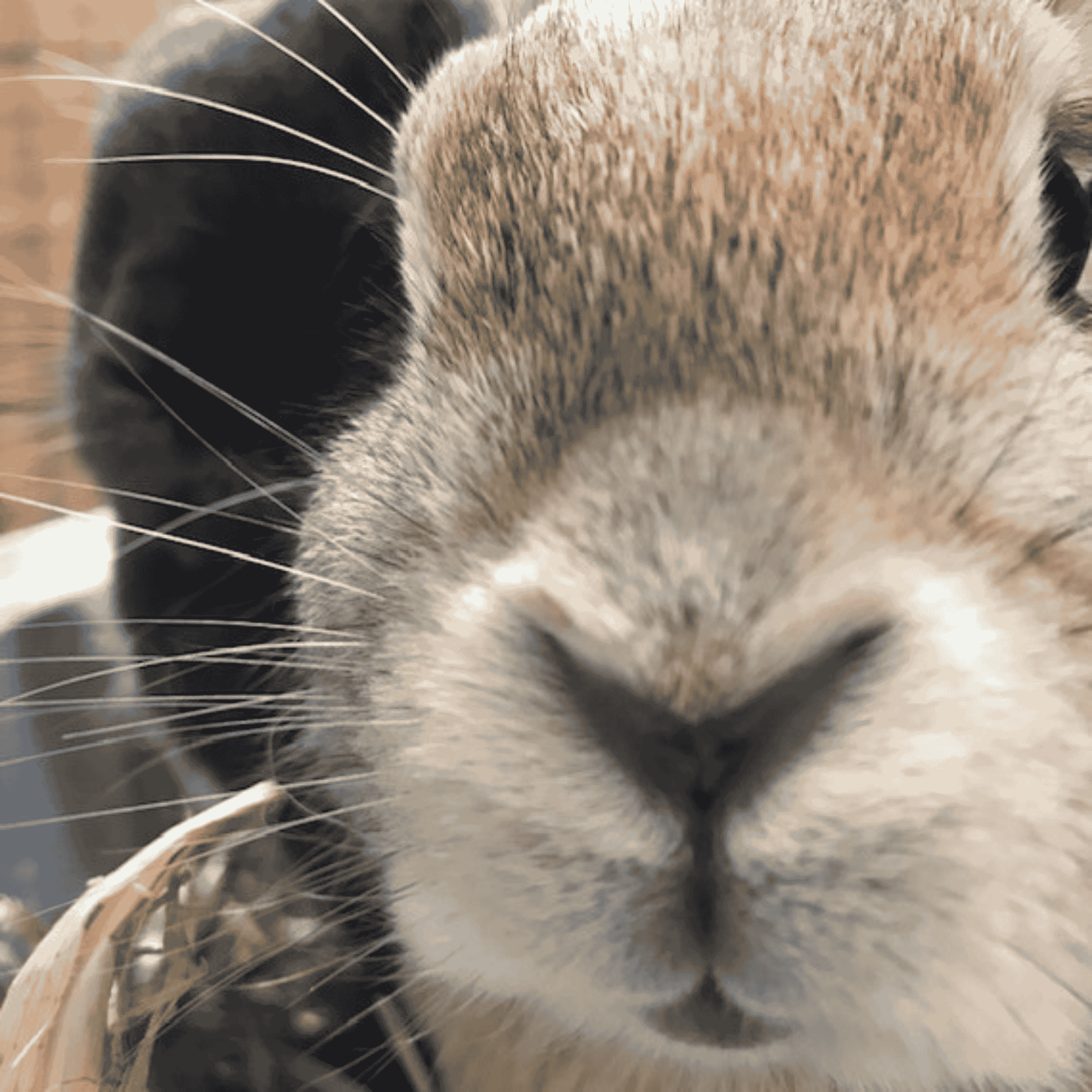 Hibiscus Flowers Bunny