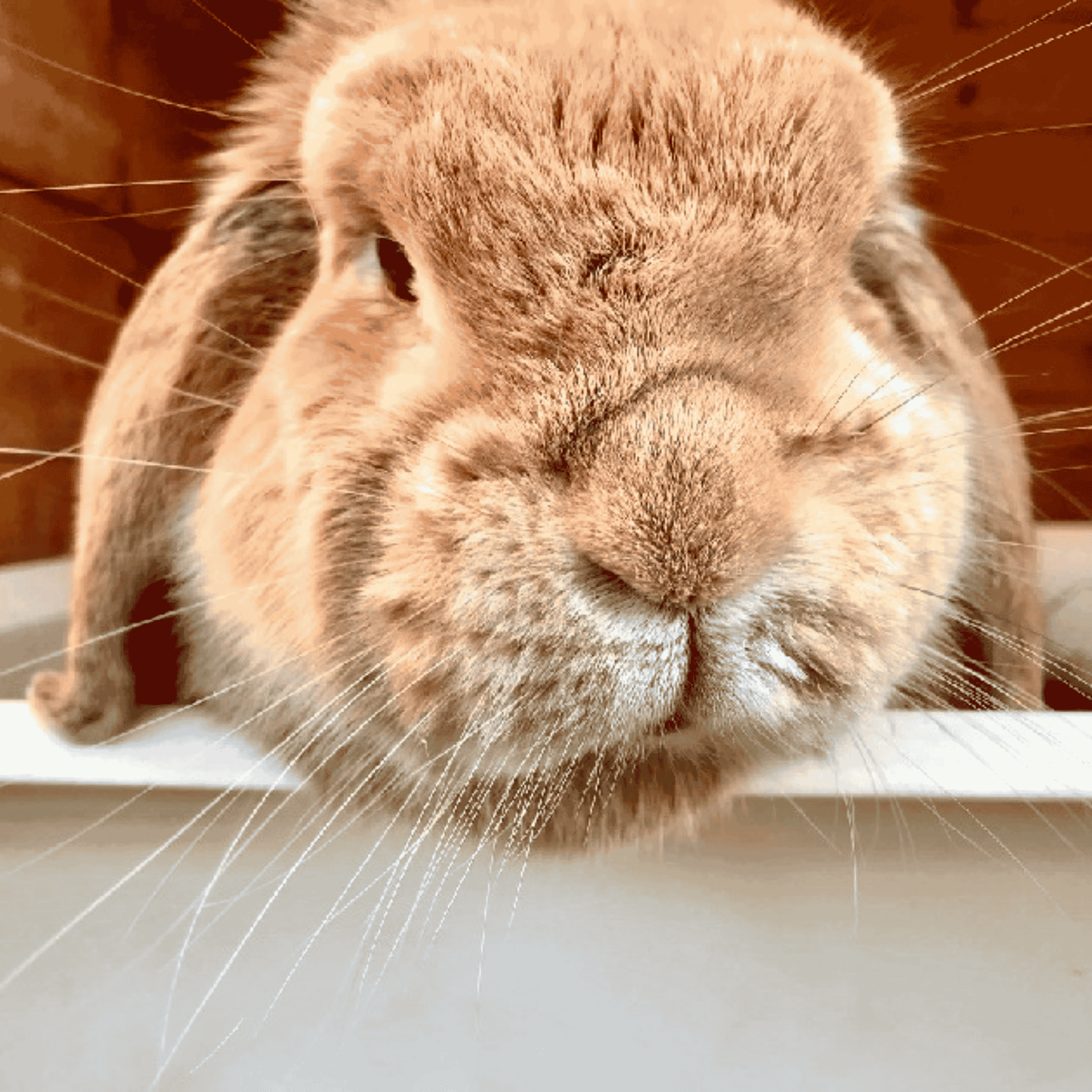 marigold flowers for bunnies