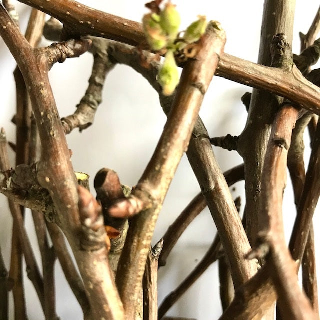 Pear Twigs (Freshly Pruned)