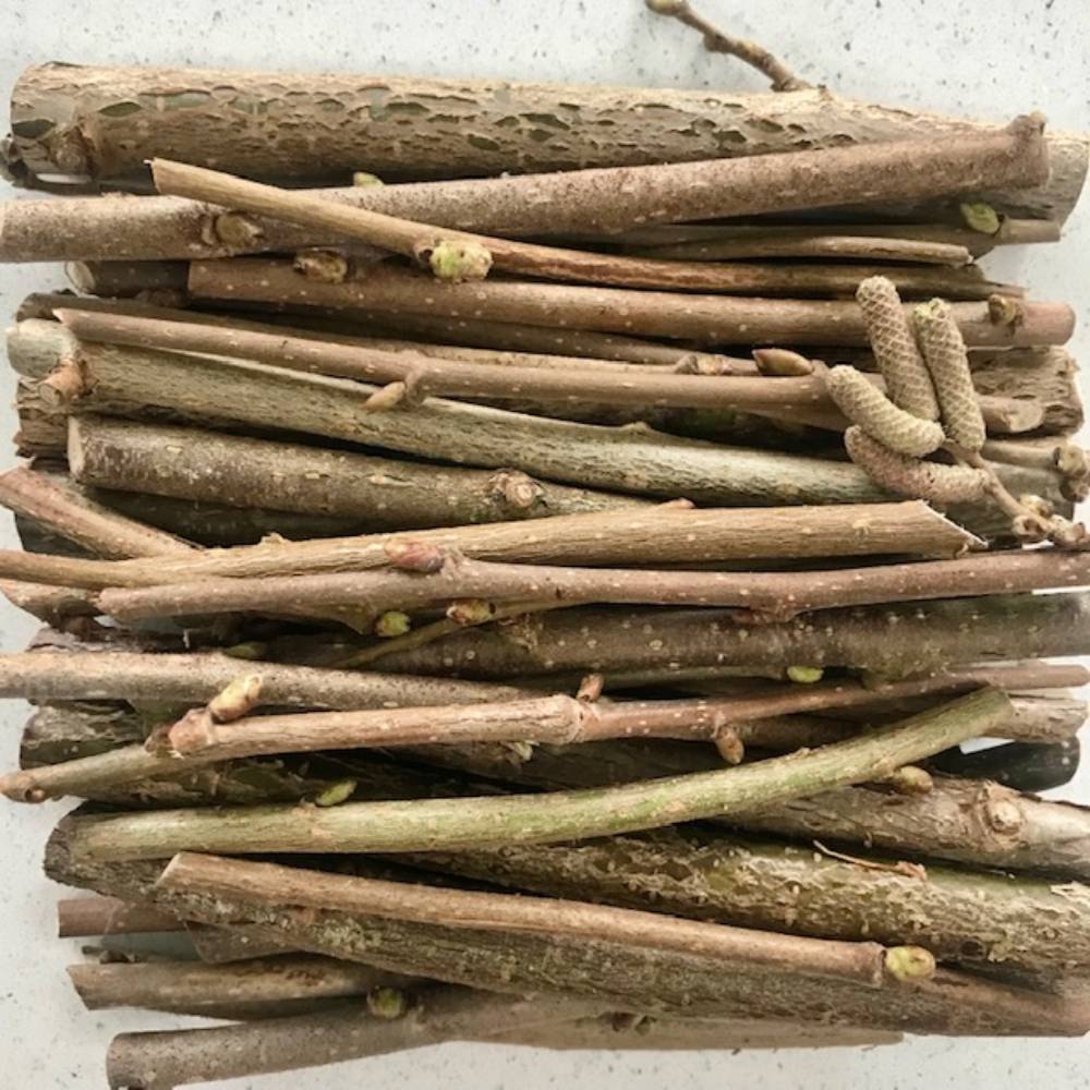 Hazel Twigs (Freshly Pruned) - Twigs & Burrows