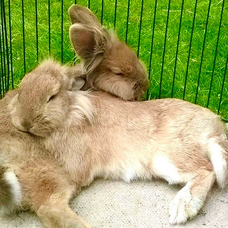 Apple Slices for bunnies