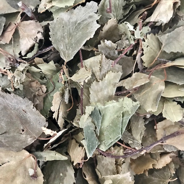 Birch Leaves