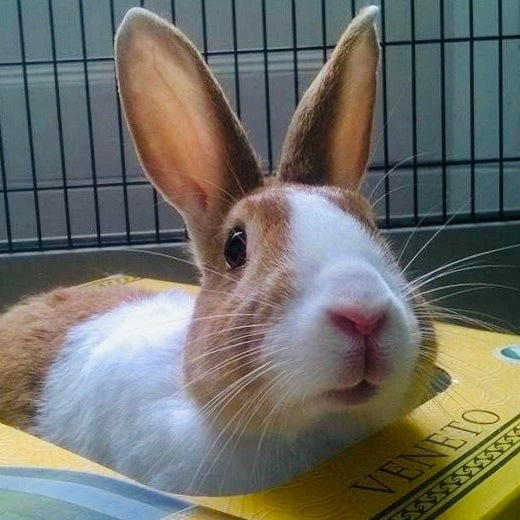 Echinacea for bunny