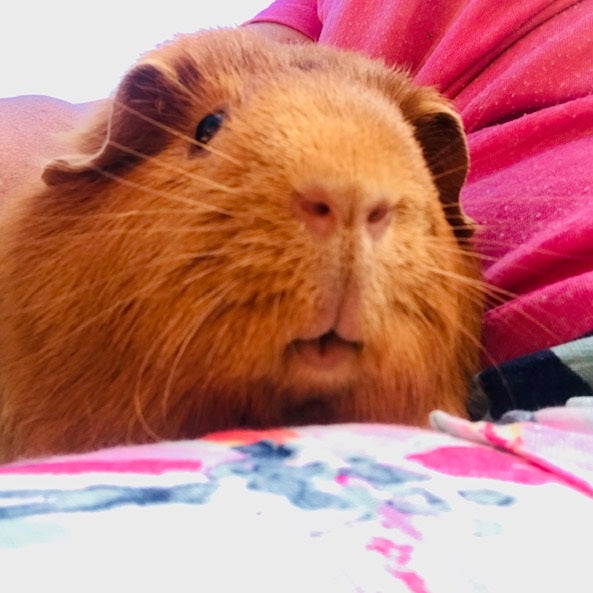 Piggy Mix for Guinapigs