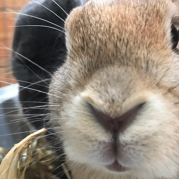 Close up of brown rabbit with twitching whiskers