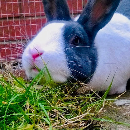 Mulberry for bunnies