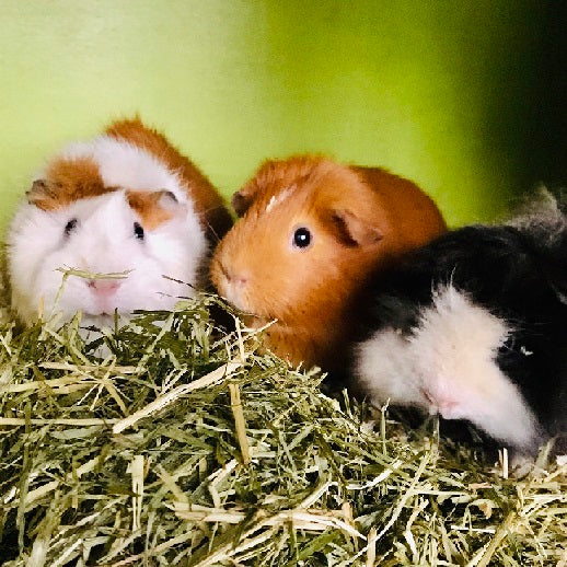 Pea Fleaks for guinea pigs