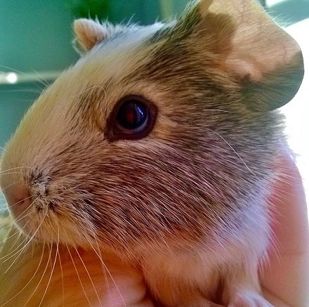 readigrass for guineapig
