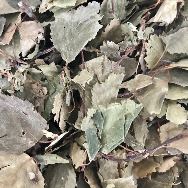 Birch Leaves - Twigs & Burrows