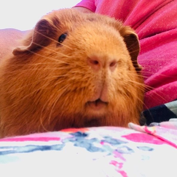This Little Piggy Mix - Twigs & Burrows