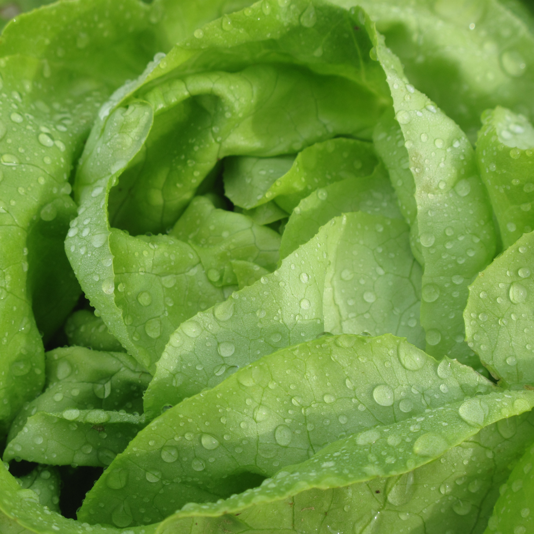 Is Lettuce safe for rabbits?