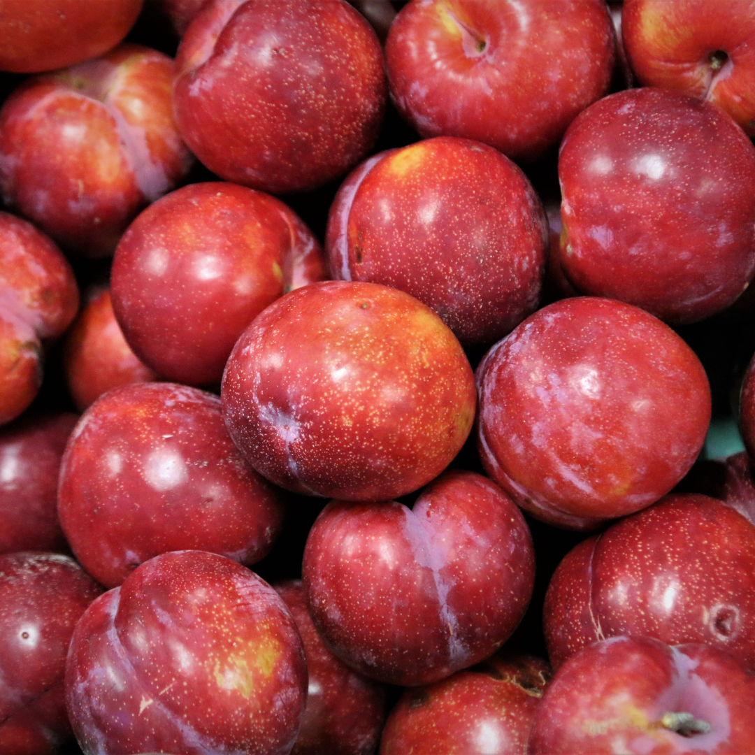 can rabbit eat plums?