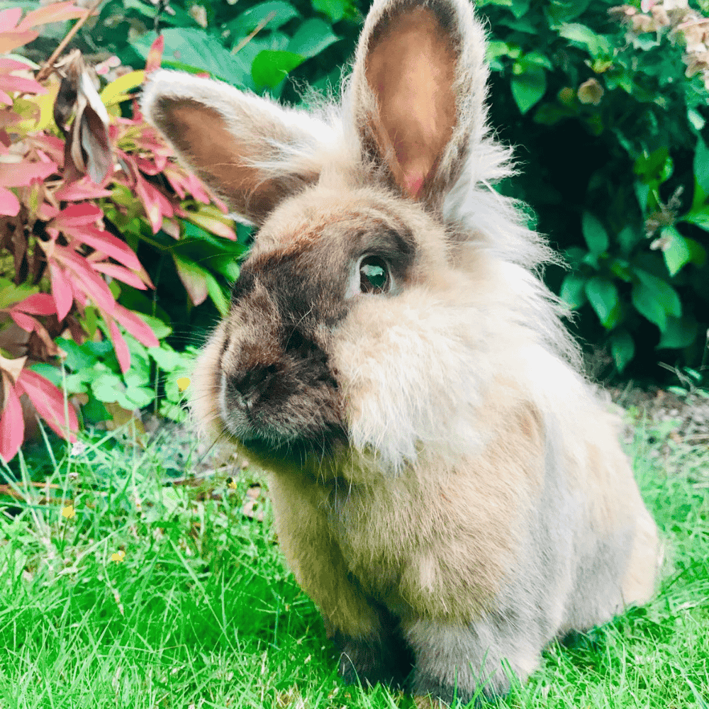 End-of-Summer Health Checklist for Rabbits & Guinea Pigs - Twigs & Burrows