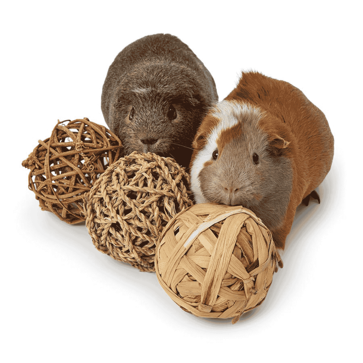 Gifts for Guinea Pig Lovers: Thoughtful Toys & Enrichment Ideas - Twigs & Burrows