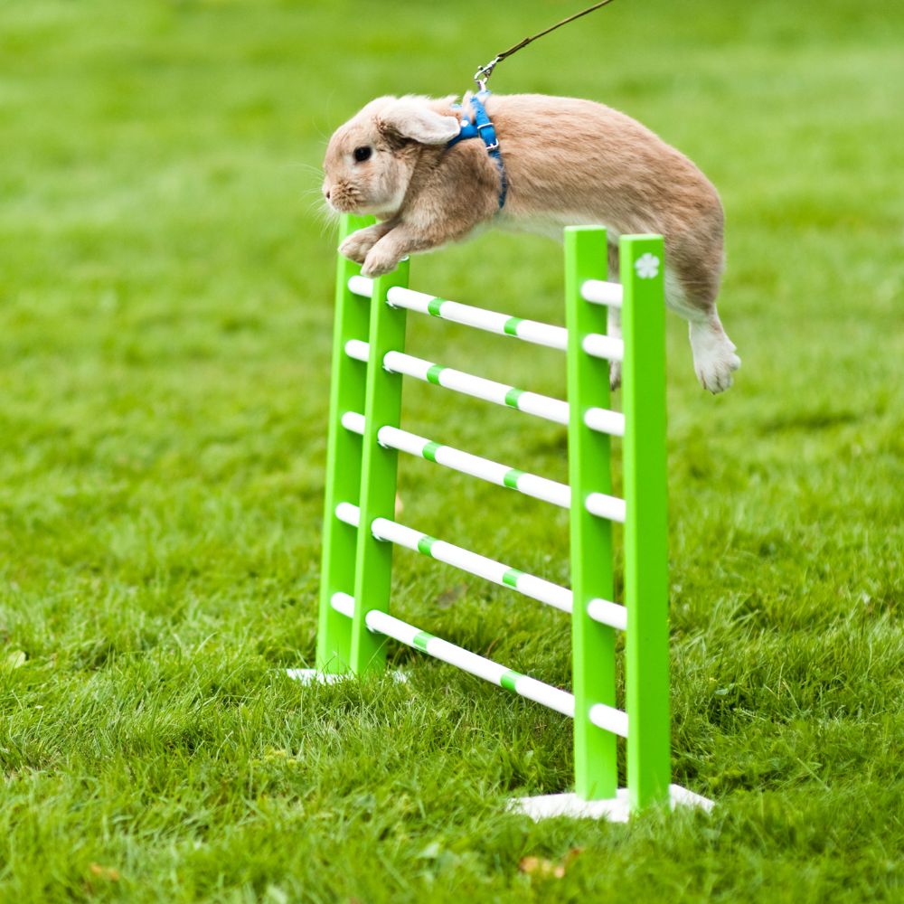 How High Can Bunnies Jump? - Twigs & Burrows