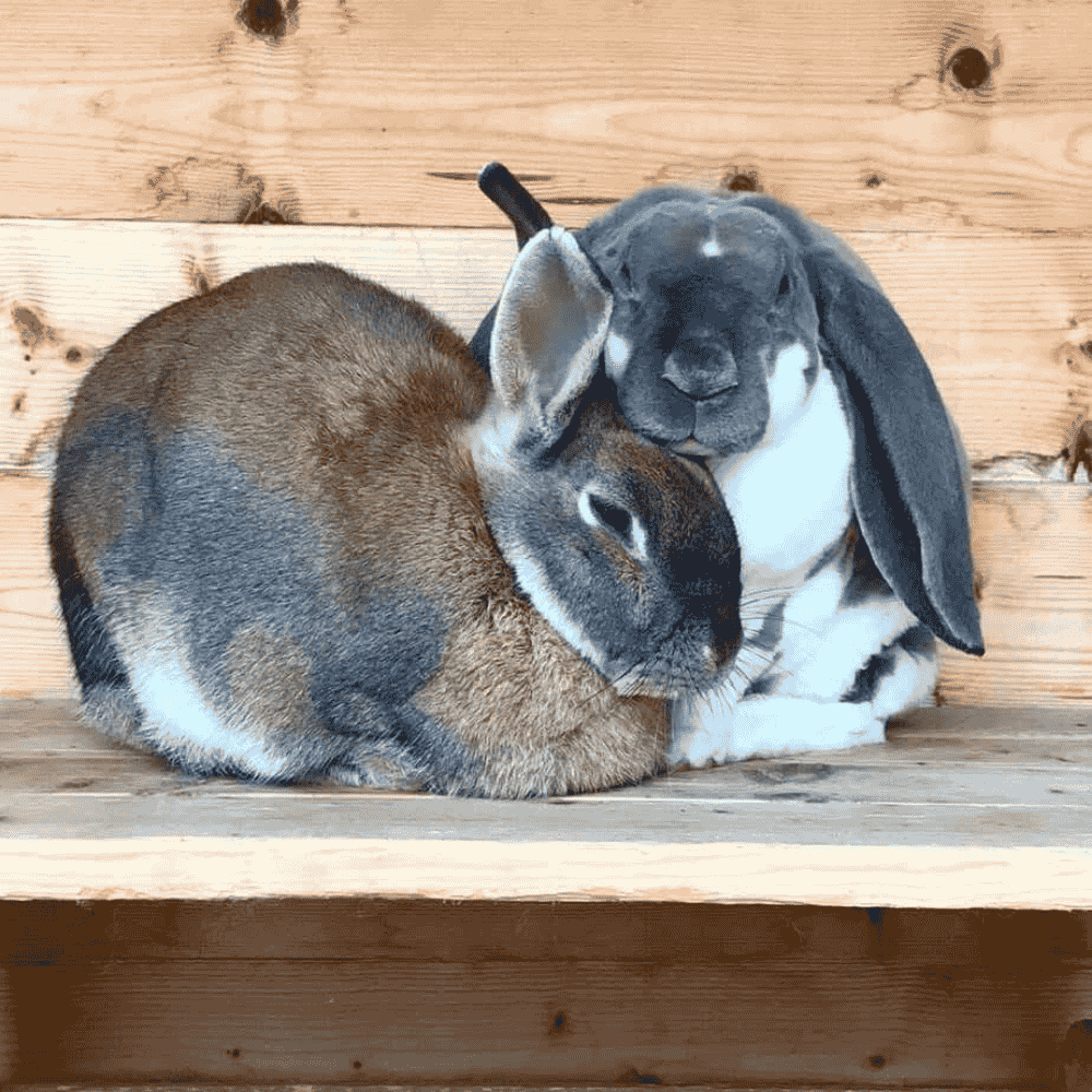 How to Keep Your Rabbit or Guinea Pig’s Hutch Fresh in Summer - Twigs & Burrows
