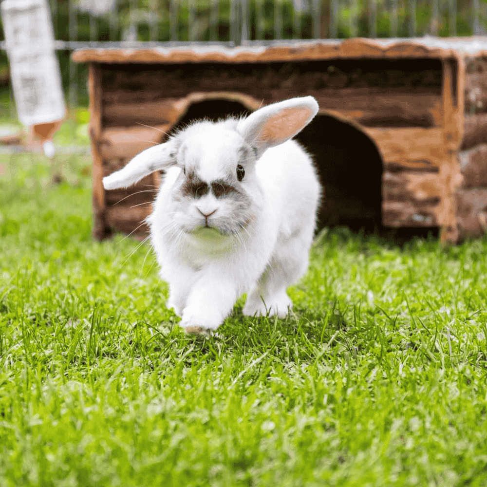 A happy rabbit exploring a natural, enriched space with forage, tunnels, and twigs
