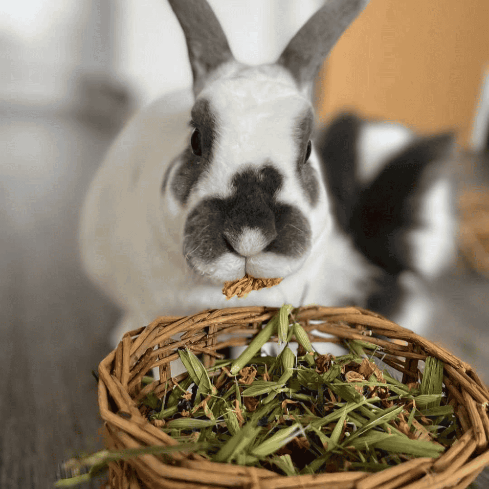 Safe Summer Foraging for Rabbits | Twigs & Burrows