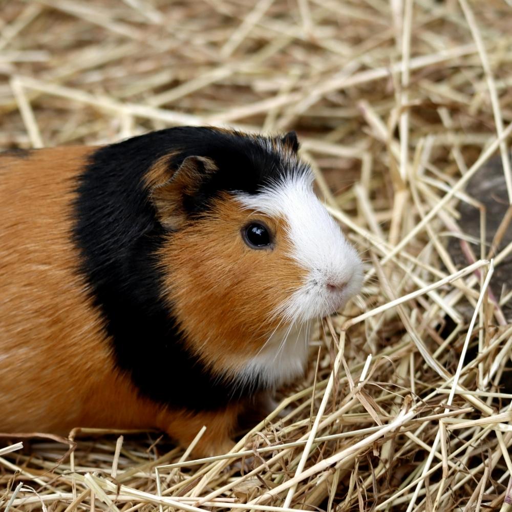 What Hay Can Guinea Pigs Eat - Twigs & Burrows