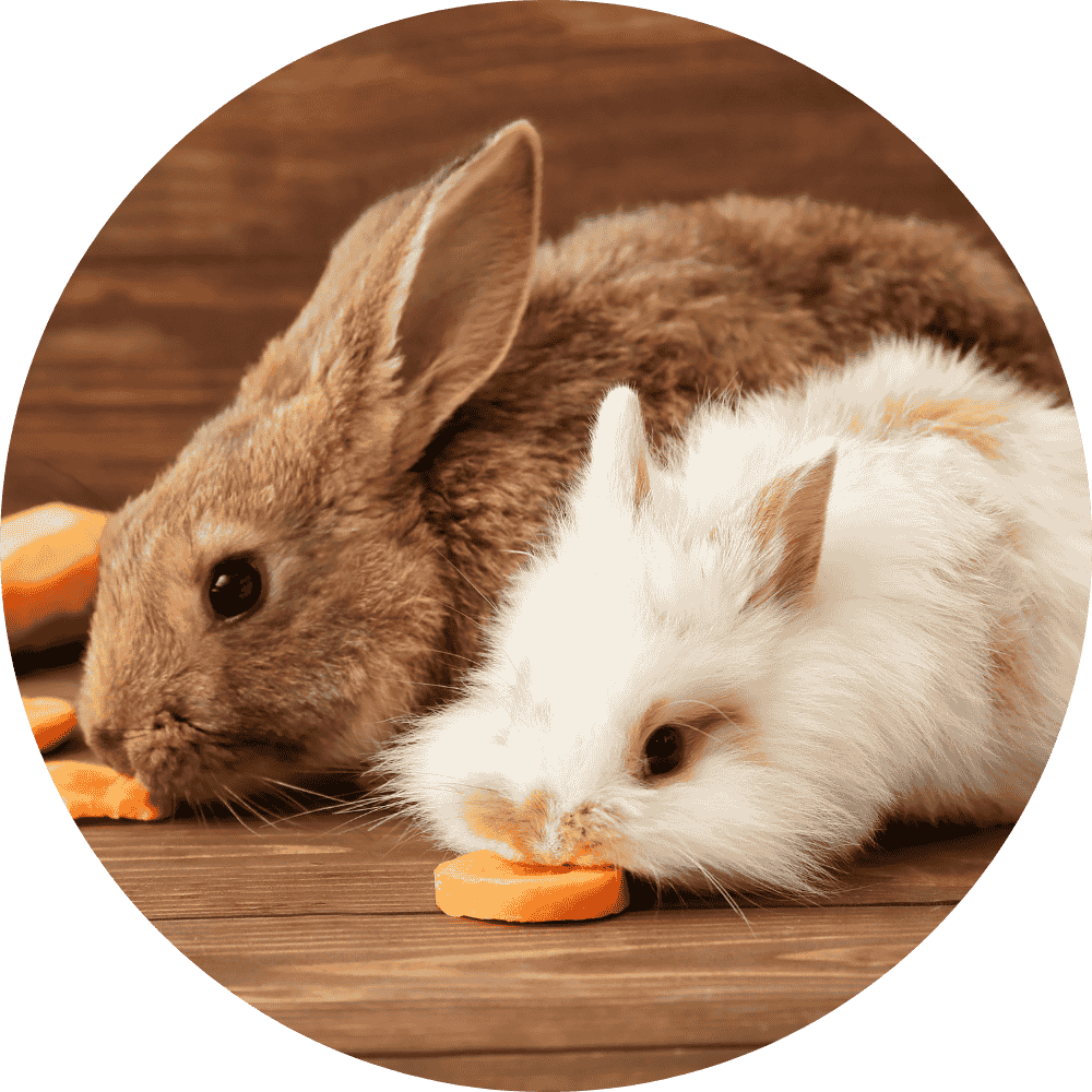 Rabbit Food