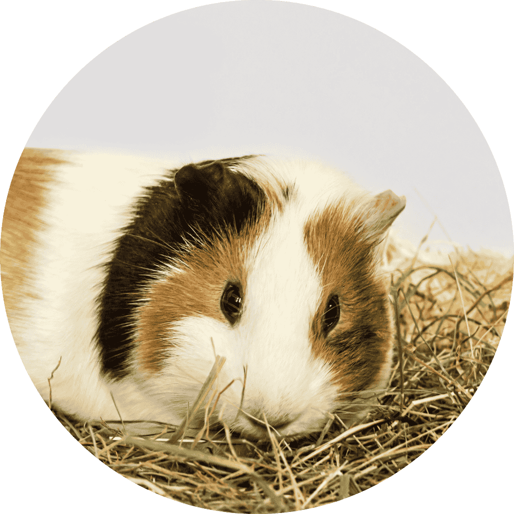 Guinea Pig Hay