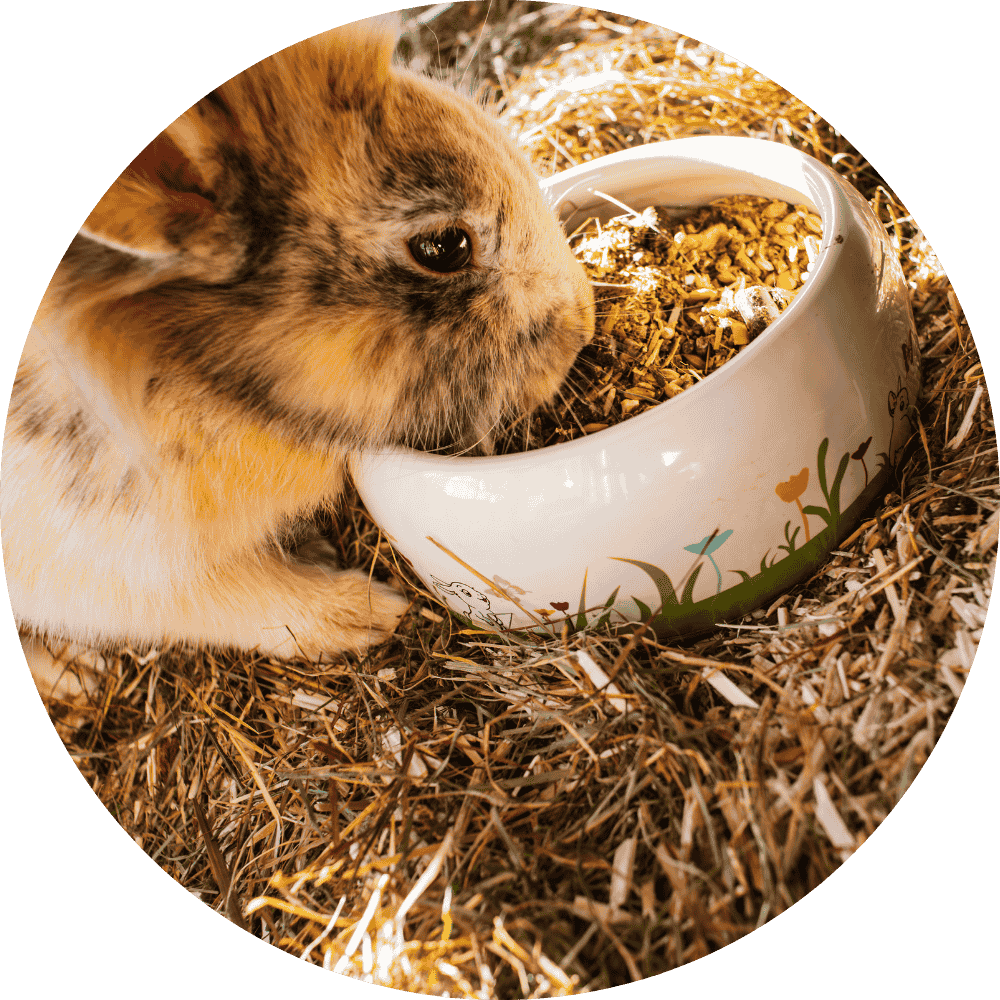 Rabbit Hay