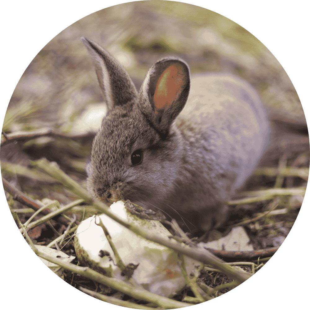 Rabbit Treats