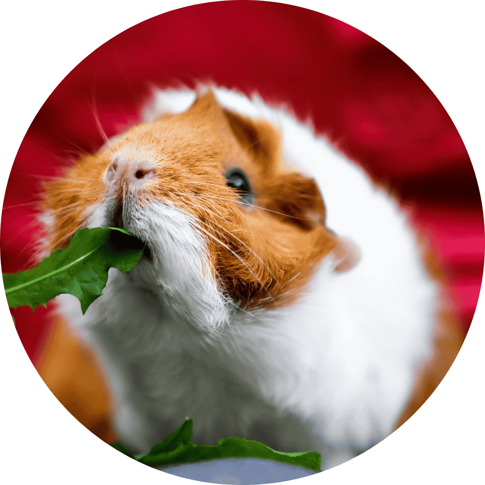 Guinea Pig Forage