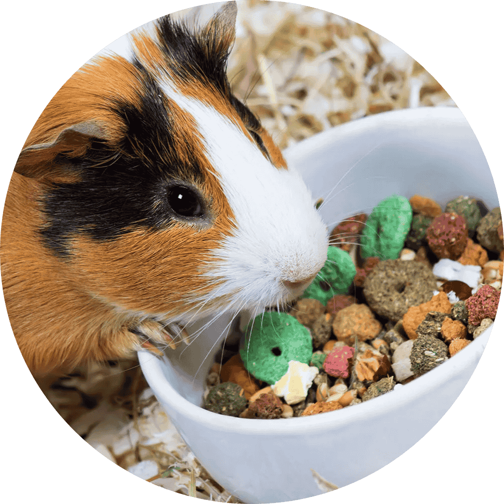 Guinea Pig Food