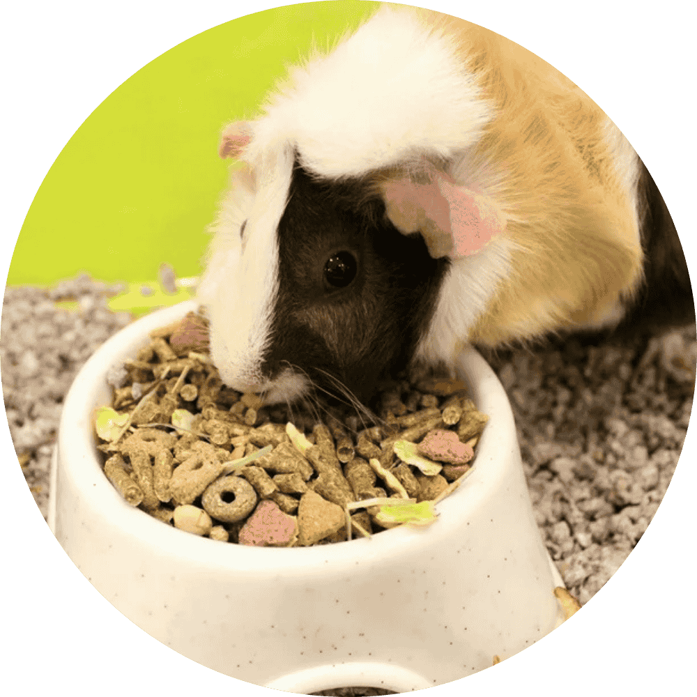 Guinea Pig Treats