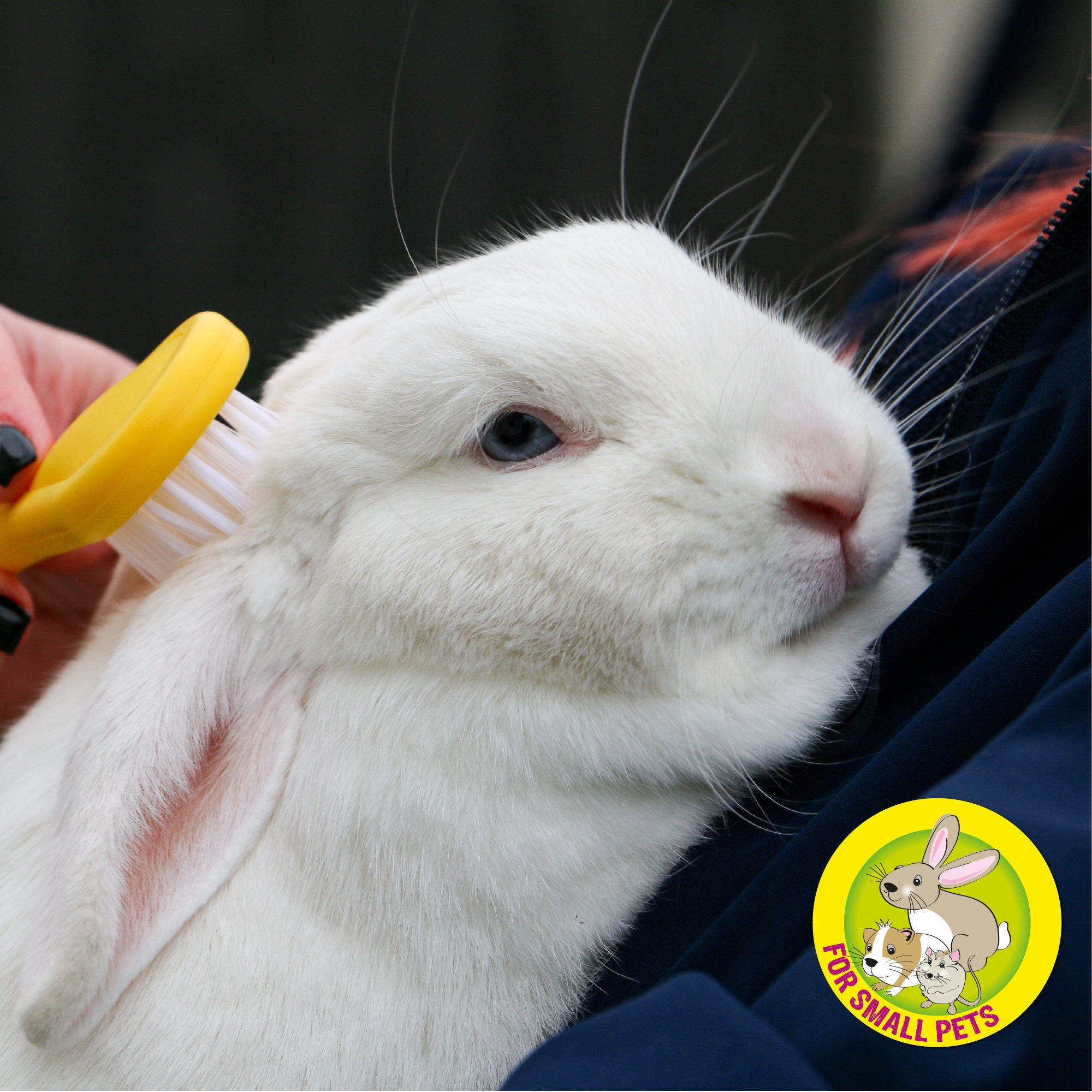 Bristle Brush – Gentle Grooming for Small Animals