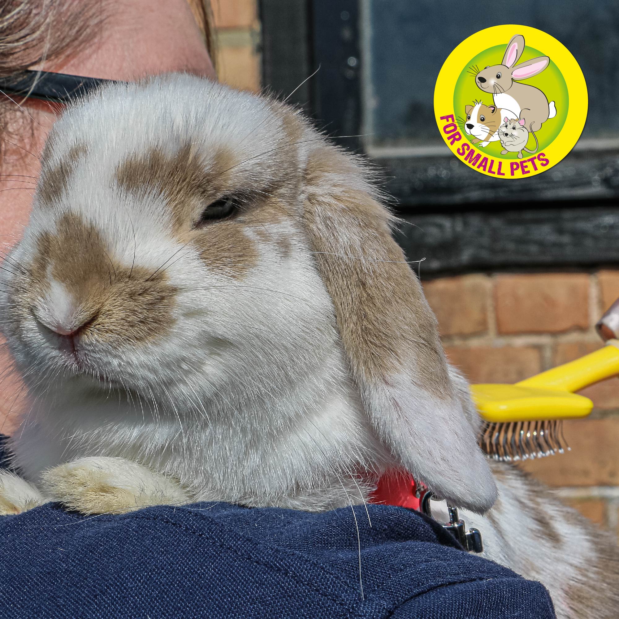 Slicker Brush – Gentle Grooming for Small Animals
