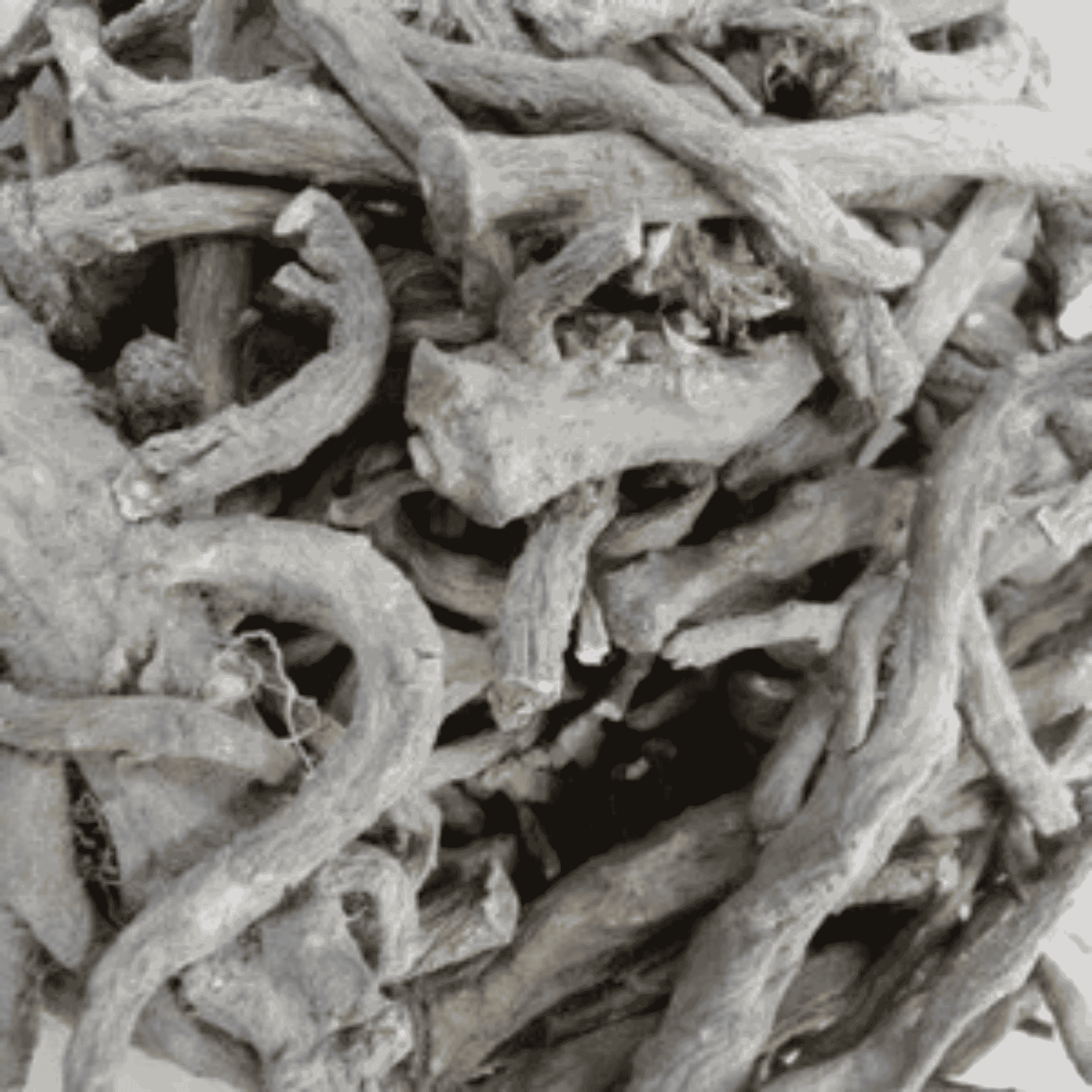 Dandelion Root