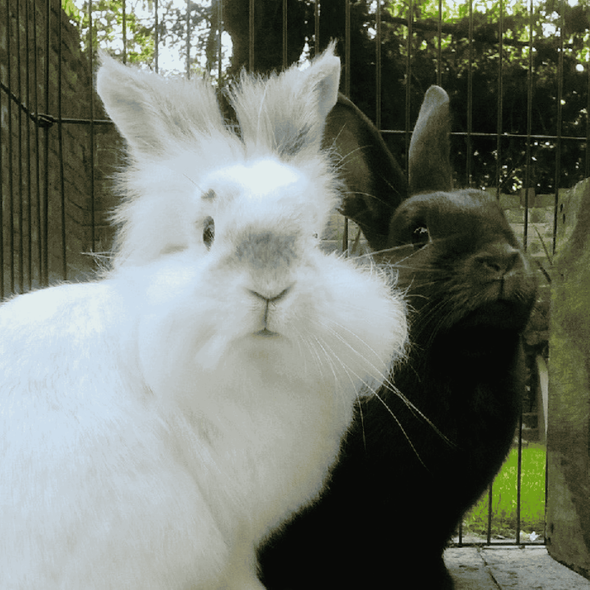 Dill Stalks Bunnies